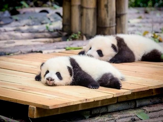 熊貓之鄉:探秘成都大熊貓繁殖研究基地