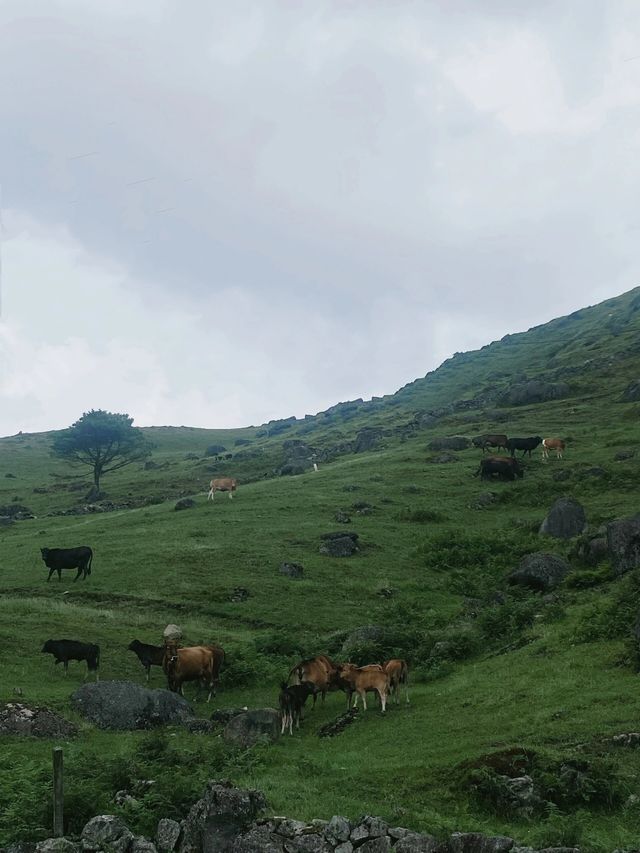 龍勝小南山｜廣西的“那拉提”，南方的呼倫貝爾