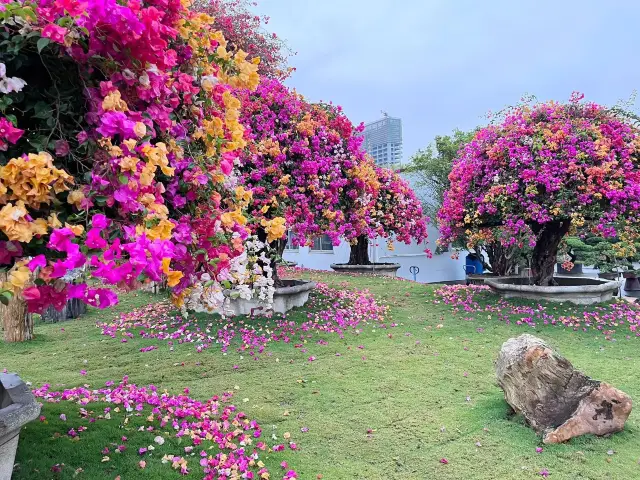 Bougainvillea of Foshan, the romance from autumn