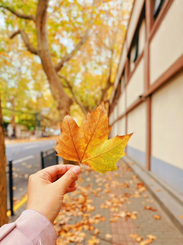 上海的“落葉不掃”景觀道為這座城市帶來了以下獨特的繽紛街景