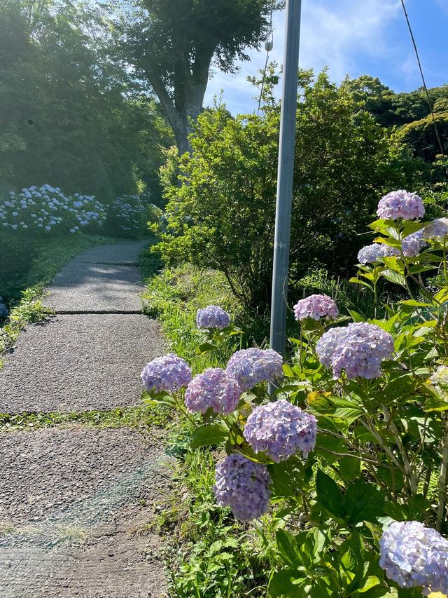 東京周邊超小眾紫陽花景點