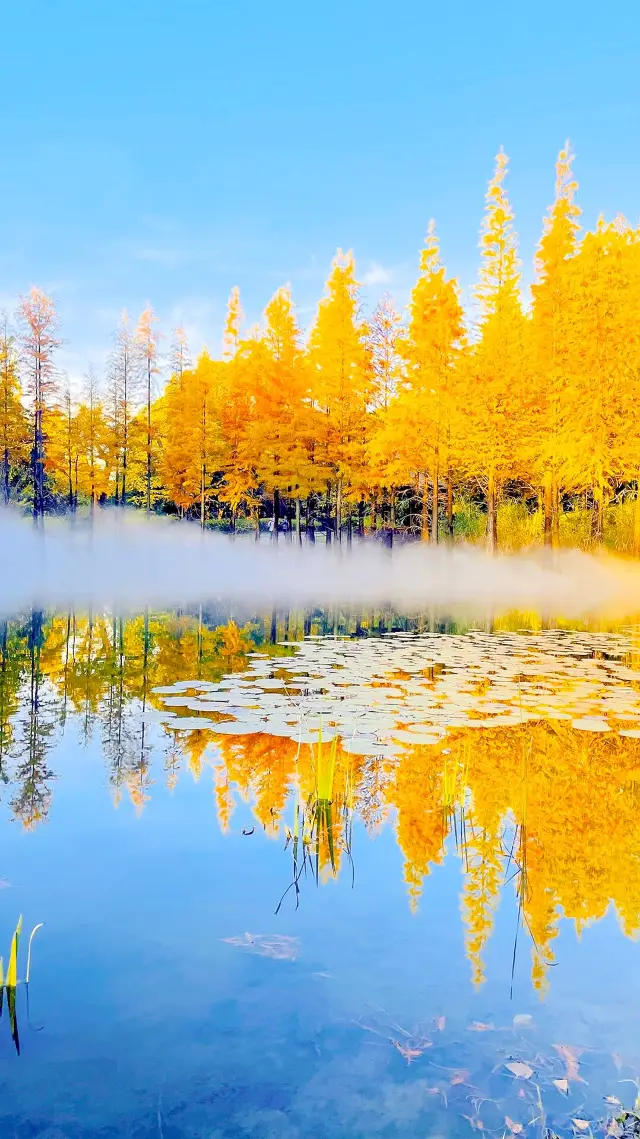 南京銀杏湖 | 賞綺麗美景，一起森呼吸