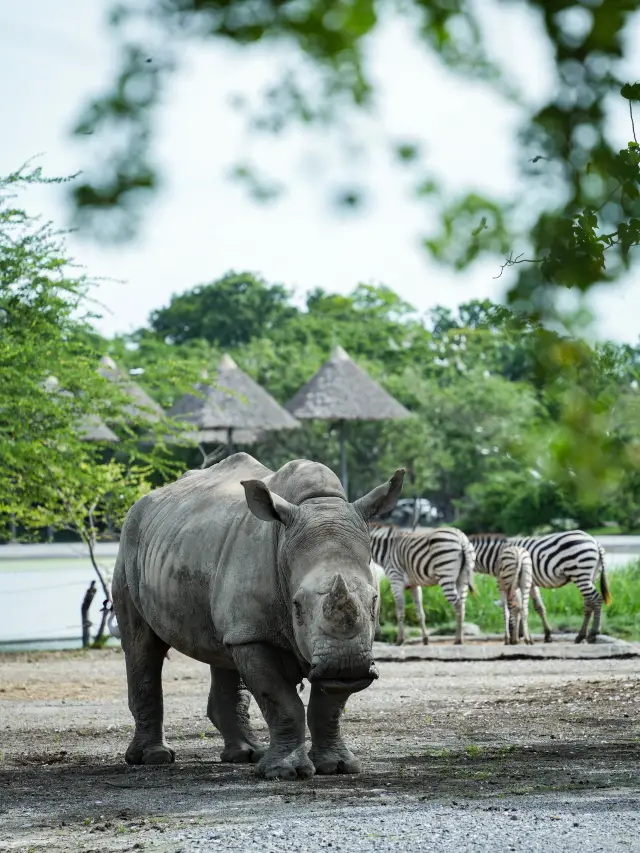 泰國旅行｜這些動物也太有鏡頭感了吧