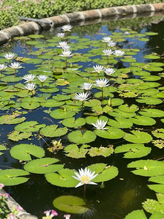 Kandy Botanical Gardens, Sri Lanka🇱🇰🌸🪷