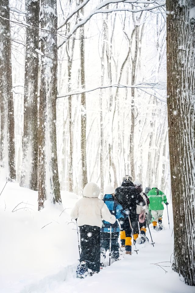 不滑雪了雪國邂逅美人林 雪地徒步進森林