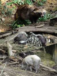 南京｜紅山森林動物園