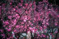 初春的亮色--白公館梅園