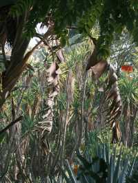 廈門【這樣逛植物園，不踩雷】