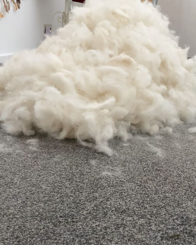 Floof Compilation: Our Epic Brushing Technique Revealed!
