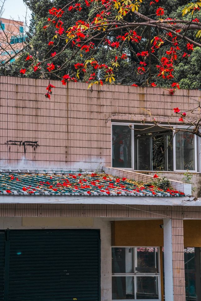 花城春早，最是一抹木棉紅