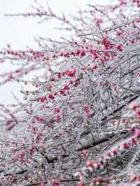 浙江的冰雪世界，我在缙云找到超美「魯冰花」