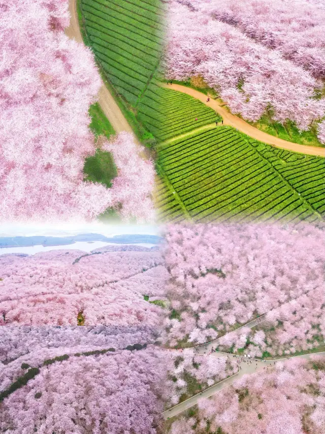 Why go to Japan when you can visit the world's largest cherry blossom forest in Pingba, Guizhou