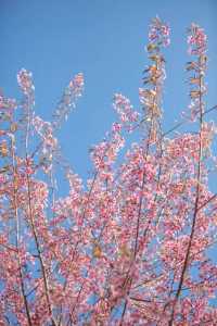 賞花季 | 寶藏春日賞花指南，錯過再等一年