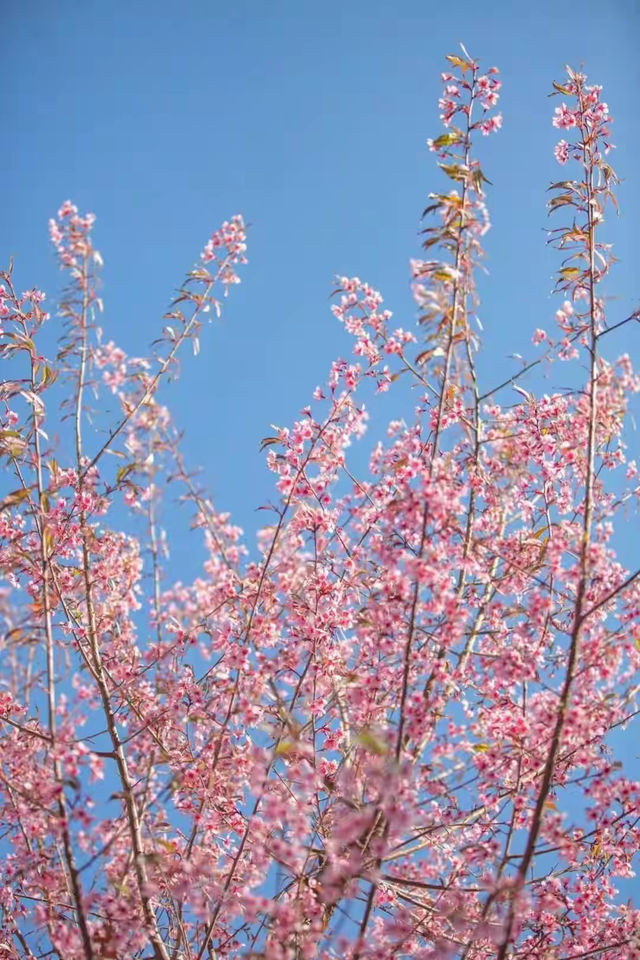 賞花季 | 寶藏春日賞花指南，錯過再等一年