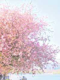 粉紅浪漫：南京莫愁湖公園的海棠花盛宴