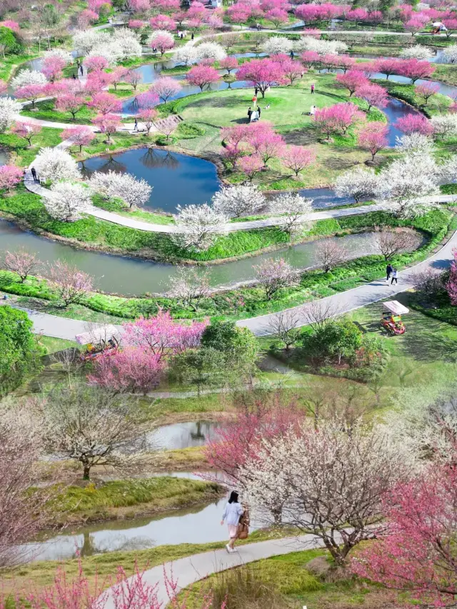 Shanghai's Plum Blossom Top Trend! | Over 30,000 plum blossoms are blooming on the sea!!