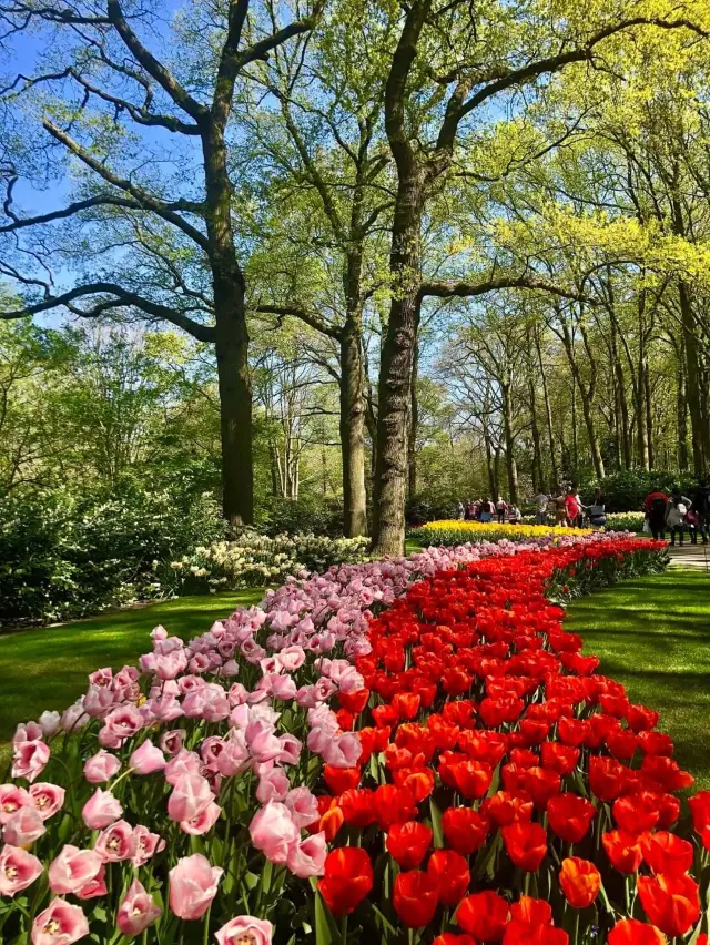 네덜란드에서 가장 큰 튤립 정원입니다