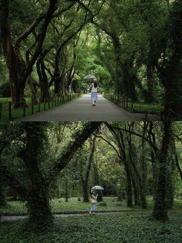 不是西雙版納！是廣州！下雨天的植物園好絕