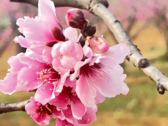 桃花朵朵正在開