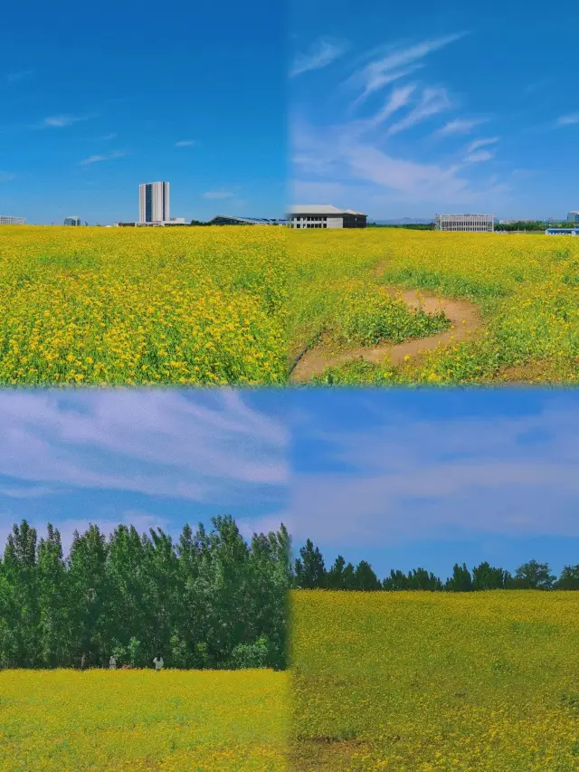 秦皇島の春の花見ツアー：色とりどりの花々が春の美しさを呼び覚ます