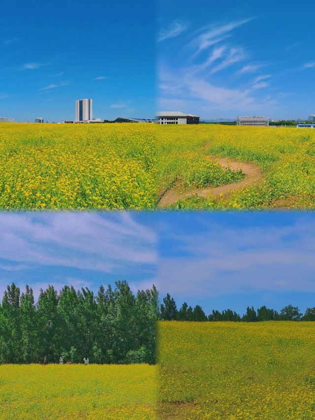 秦皇島春日賞花之旅：繽紛花海，喚醒春天之美