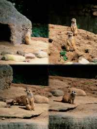 上海野生動物園：小熊貓太可愛啦日行2W步打卡