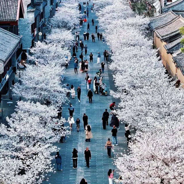 桜の花が咲くと、台州は次のレベルに達します