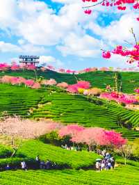 在福建！賞櫻不必遠赴日本，永福櫻花園等你來探