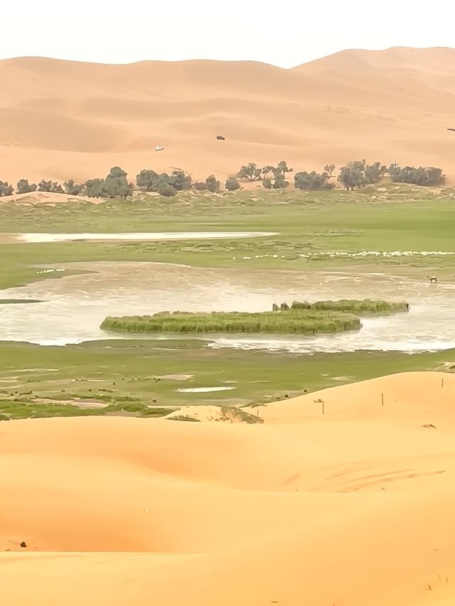 阿拉善沙漠