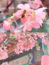 春遊記 | 廣州3-4月，一定要去一次