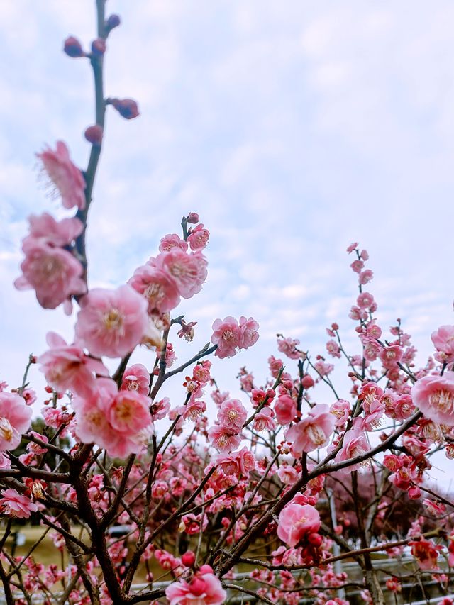 義烏梅湖體育中心，梅花枝上春如海