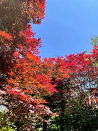 多倫多音樂花園