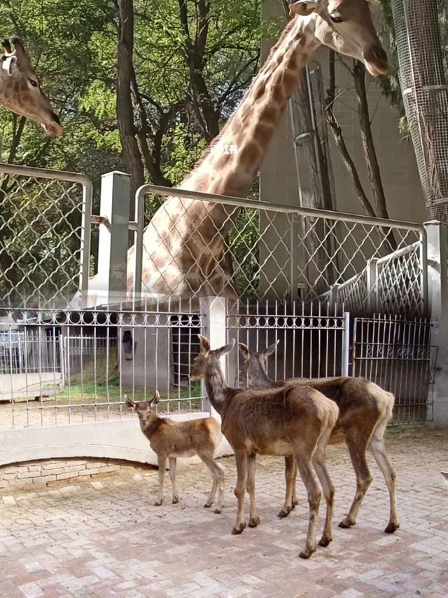 探秘銀川動物園，親子遊必去！