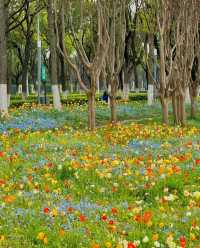 蘇州的莫奈花園，美不勝收！