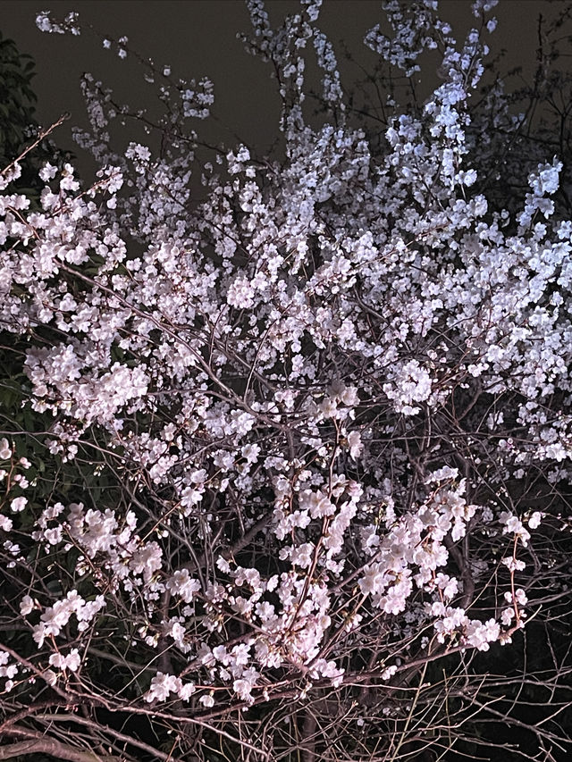 美翻了美翻了,王陵公園賞櫻勝地 美翻了美翻了,王陵公園賞櫻勝地
