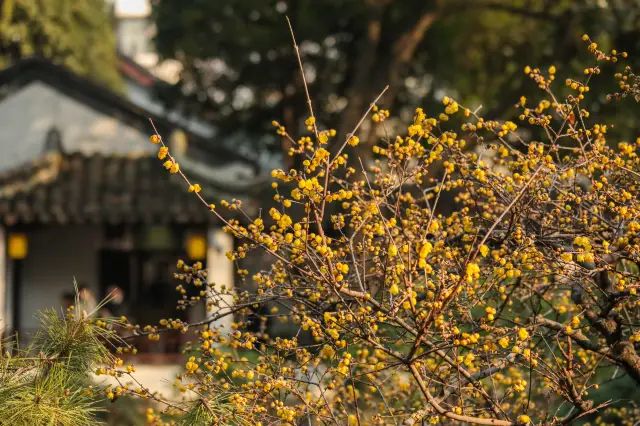 The early spring at Zhan Garden is not to be missed, with its wax plum blossoms bringing a touch of goose-yellow warmth to the season