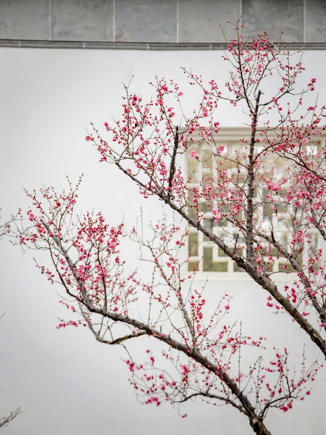 梅花已綻放，姑蘇如詩畫！