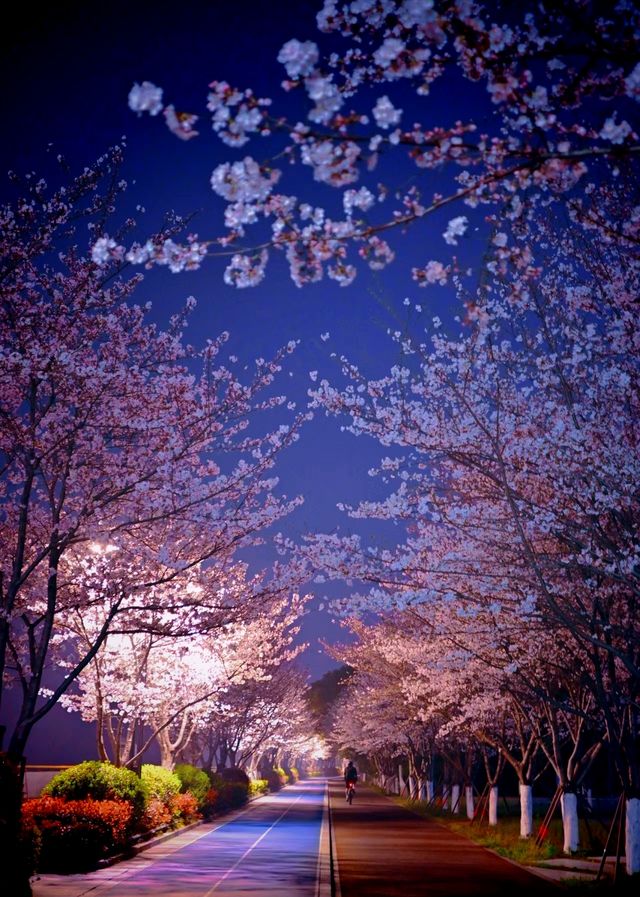 櫻花的美值得一看