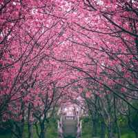 杭州櫻花園 春天「櫻」該就是這樣