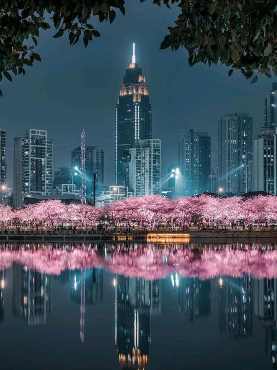 Night Cherry Light Blossoms Wuhan ♥️🇨🇳🌸