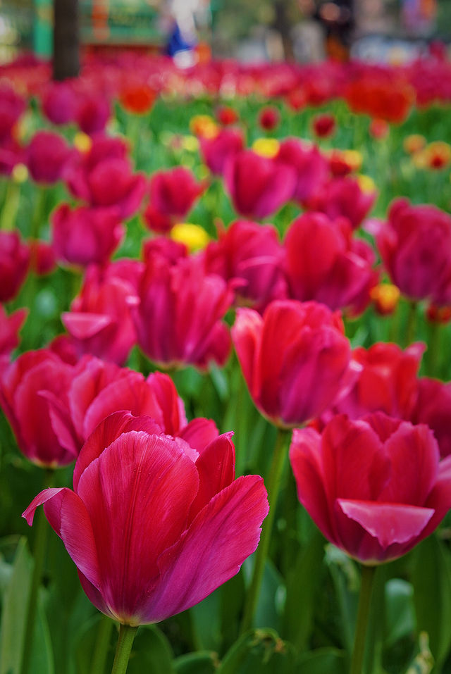 北京中山公園的鬱金香賞花攻略