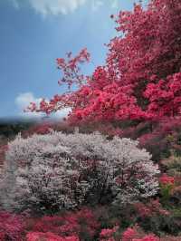 人間四月芳菲盡，雲霧山上看杜鵑