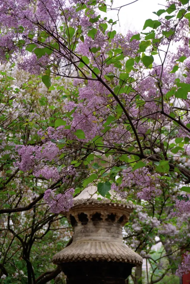 Fayuan Temple | The lilacs are in full bloom at the right time