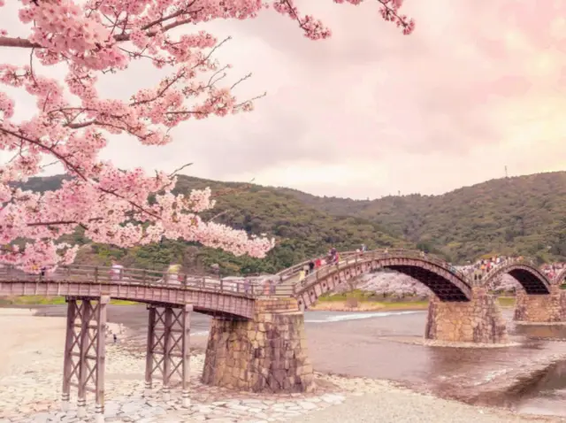 錦帯橋の美しい日本の桜。