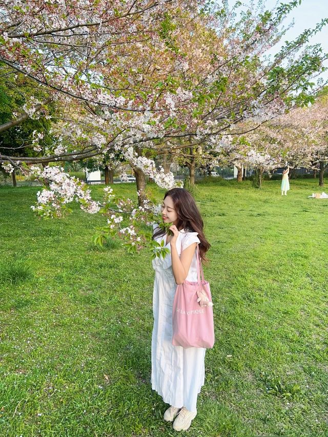 東京帶小狗避開人群的小眾賞櫻公園|||