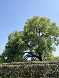 杭州｜五一來梅家坞，體驗茶村慢生活～