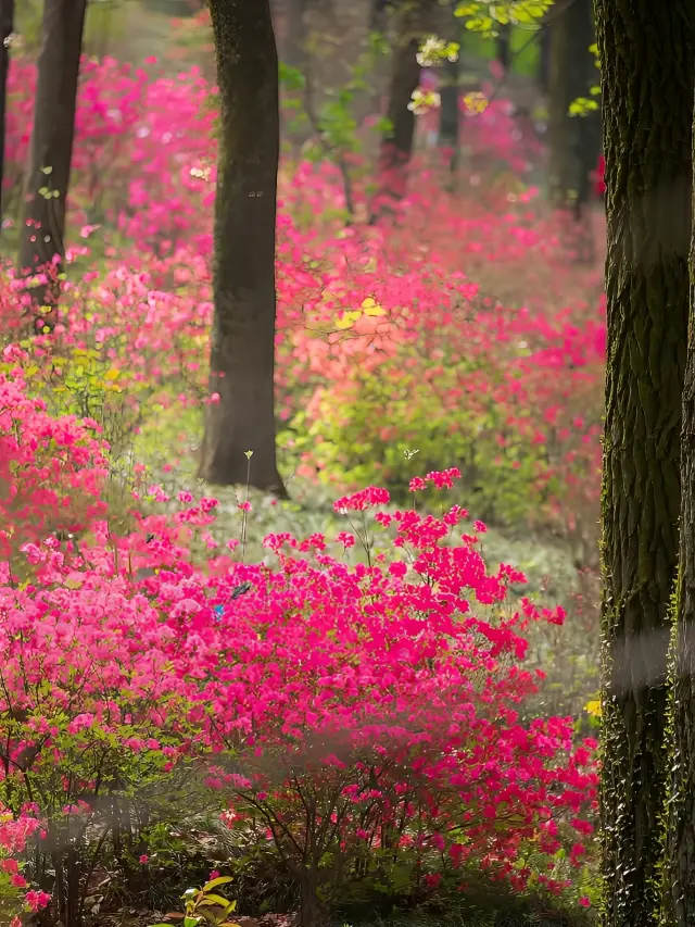 It's breathtakingly beautiful, the moment when thousands of acres of azaleas come into view