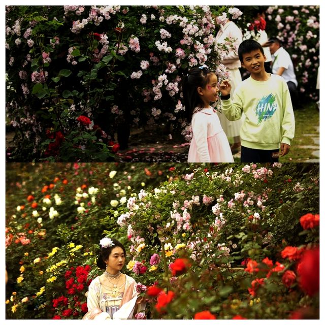 四月賞花主力軍——武漢植物園玫瑰花園