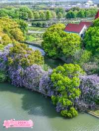 Shanghai's Chenshan Botanical Garden 🌿🌸 💜