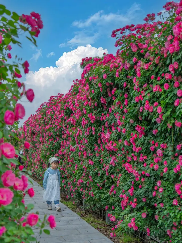 免費，地鐵直達，杭州1h我闖入現實版莫奈花園
